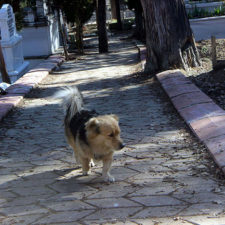 Dog visits owner grave every day cesur 6.jpg