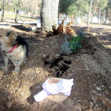 Dog visits owner grave every day cesur 7.jpg