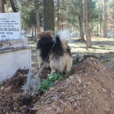 Dog visits owner grave every day cesur 8.jpg