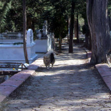Dog visits owner grave every day cesur 9.jpg