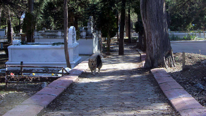 Dog visits owner grave every day cesur 9.jpg