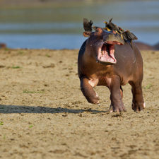 Funny animal fails 132 586f9502ee15e__605.jpg