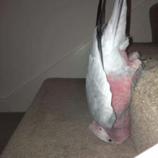 Funny animal fails 136 5873603a1e451__605.jpg