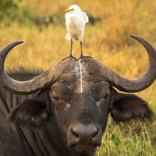 Funny animal fails 20 586b6a4a17bce__605.jpg