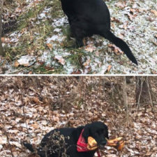 Funny animal fails 3 586a733025644__605.jpg