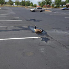 Funny animal fails 57 586e071326bf4__605.jpg