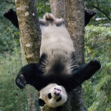 Funny animal fails 65 586e5df756da3__605.jpg