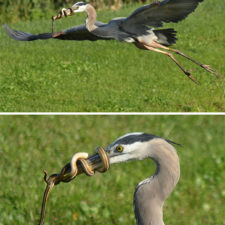 Funny animal fails 70 586e6b52689a0__605.jpg