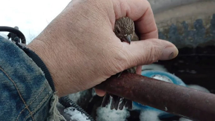 Man breath frees frozen sparrow steel fence 1.jpg