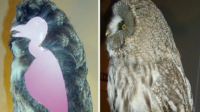 Owls without feathers 16 1.jpg