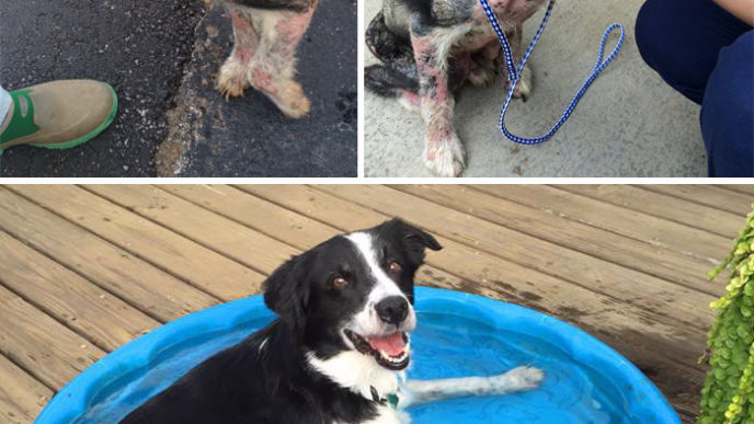 Rescue dogs before after adoption 60 586a7a66be692__700.jpg