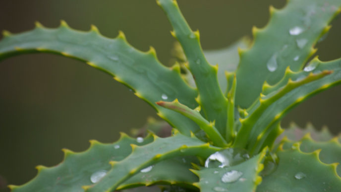 Aloe Vera Plant