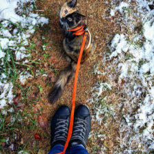 Two faced cat yana 15 1.jpg