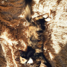 Two faced cat yana 16 1.jpg