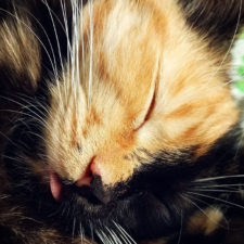 Two faced cat yana 18 1.jpg