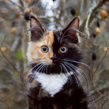 Two faced cat yana 27 1.jpg