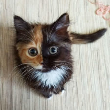 Two faced cat yana 28 1.jpg