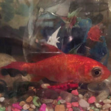20 year old goldfish tumour surgery 7.jpg