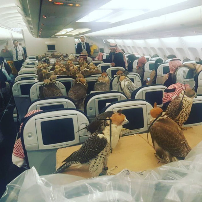 80 falcons on plane saudi prince 1.jpg