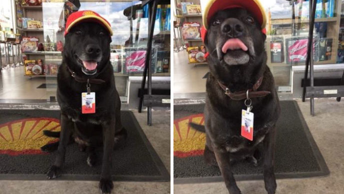 Abandoned dog gas station employee negao brazil 4.jpg