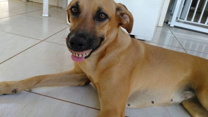 Dog finds fake teeth pandora 1 58b3f76e0bedf__700.jpg