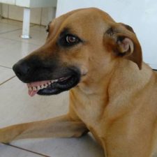 Dog finds fake teeth pandora 2 58b3f77496970__700.jpg