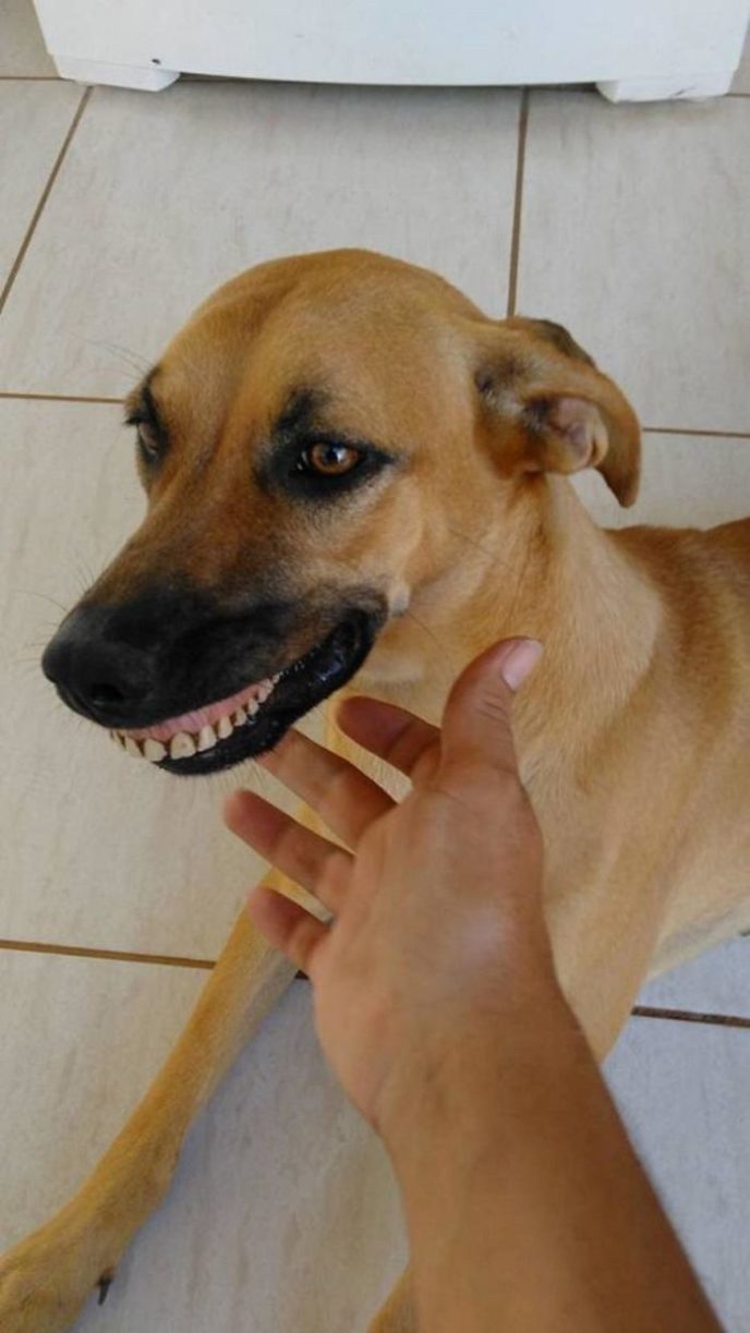 Dog finds fake teeth pandora 3 58b3f77606c84__700.jpg