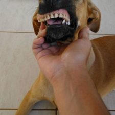 Dog finds fake teeth pandora 4 58b3f7785337d__700.jpg