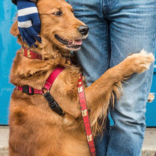 Dog gives hugs louboutina retriever new york 10.jpg