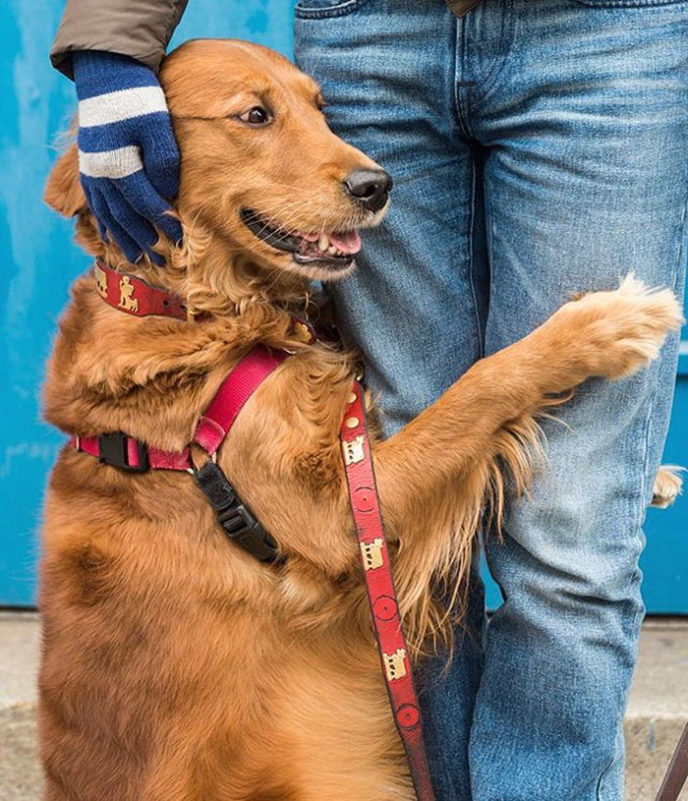 Dog gives hugs louboutina retriever new york 10.jpg
