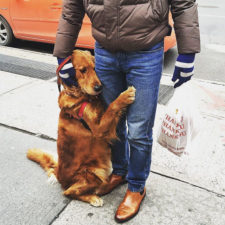 Dog gives hugs louboutina retriever new york 11.jpg