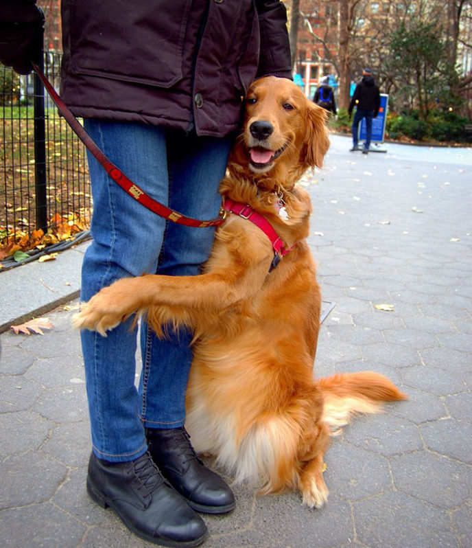 Dog gives hugs louboutina retriever new york 18.jpg