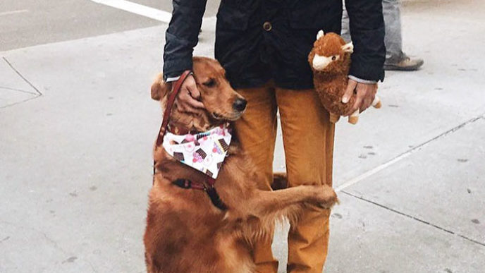 Dog gives hugs louboutina retriever new york 19.jpg