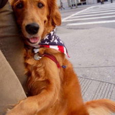 Dog gives hugs louboutina retriever new york 2.jpg