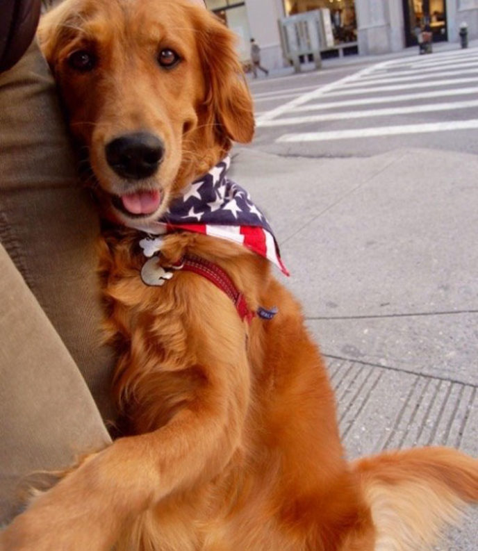 Dog gives hugs louboutina retriever new york 2.jpg