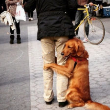 Dog gives hugs louboutina retriever new york 4.jpg