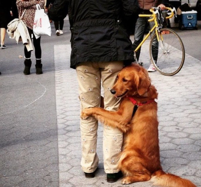 Dog gives hugs louboutina retriever new york 4.jpg