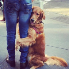 Dog gives hugs louboutina retriever new york 6.jpg