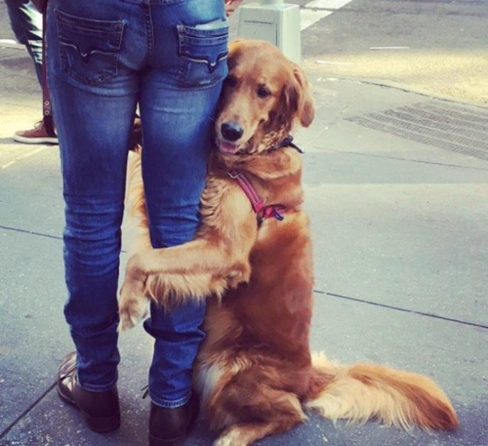 Dog gives hugs louboutina retriever new york 6.jpg