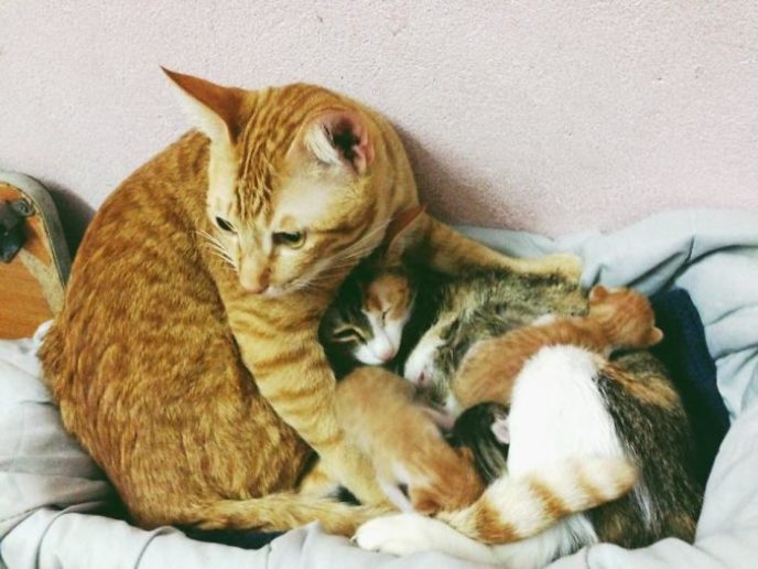 Father cat supports mom cat giving birth wins everyones hearts 58afed663e192__700.jpg