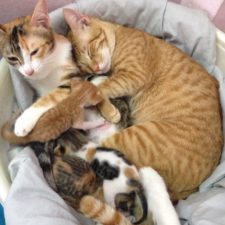 Father cat supports mom cat giving birth wins everyones hearts 58b00f5fd6ade__700.jpg