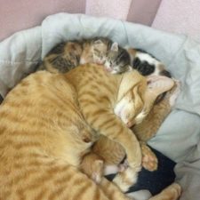 Father cat supports mom cat giving birth wins everyones hearts 58b00f64dad7e__700.jpg