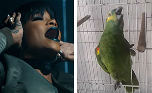 Singing parrot replaces rihanna monster latest.jpg