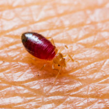 A baby bedbug standing on human skin