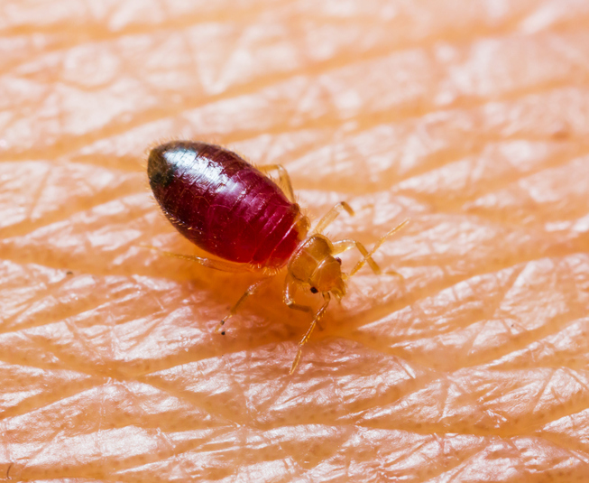 A baby bedbug standing on human skin