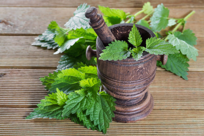 Fresh nettle leaves with a mortar on a wooden background