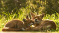 Fox_grooming_rain.jpg