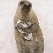 Seal cuddles plush toy 1.jpg