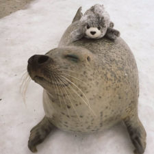 Seal cuddles plush toy 2.jpg
