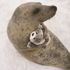 Seal cuddles plush toy 3.jpg